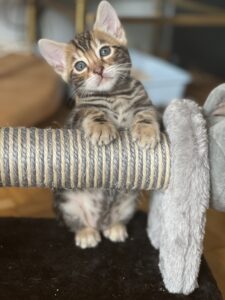 Kocię bengalskie podczas zabawy – kot bengalski a alergia Fel d 1