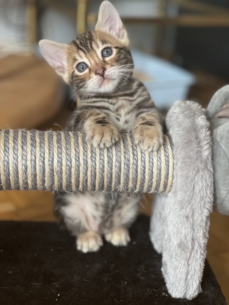 Kocię bengalskie podczas zabawy – kot bengalski a alergia Fel d 1